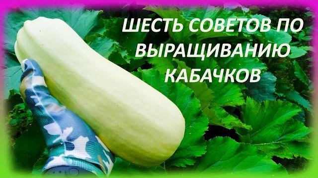 ШЕСТЬ советов как выращивать КАБАЧКИ и ЦУКИНИ при в открытом грунте. Выращивание кабачков и цукини. ШЕСТЬ советов как выращивать КАБАЧКИ и ЦУКИНИ при в открытом грунте. Выращивание кабачков и цукини.