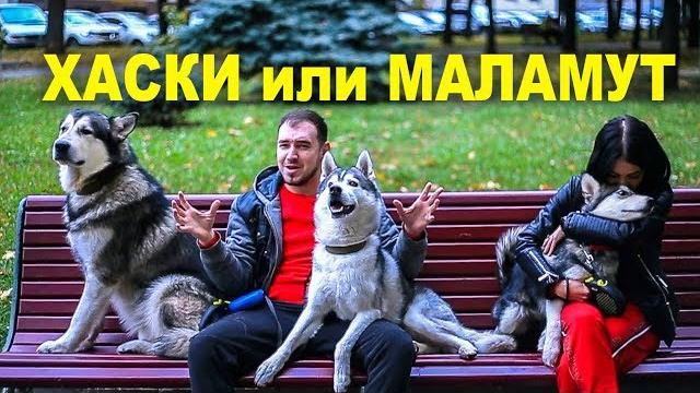 ХАСКИ ИЛИ МАЛАМУТ / кого выбрать и чем отличаются? ХАСКИ ИЛИ МАЛАМУТ / кого выбрать и чем отличаются?
