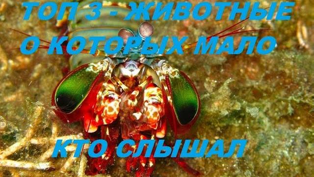 ТОП 3 Животные о которых мало кто знает ТОП 3 Животные о которых мало кто знает
