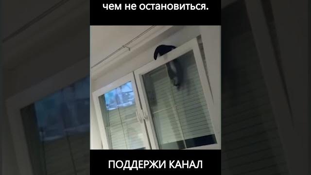 Приколы про кошек и собак | Юмор про домашних животных | Приколы с котами, самые смешные животные Приколы про кошек и собак | Юмор про домашних животных | Приколы с котами, самые смешные животные