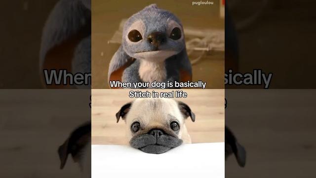LOULOU the PUG is the real life STITCH?! #pug #dog #stitch LOULOU the PUG is the real life STITCH?! #pug #dog #stitch