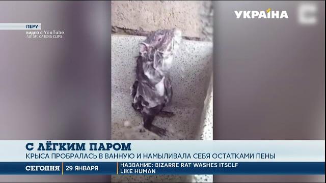 Крыса принимает душ: житель Перу снял видео Крыса принимает душ: житель Перу снял видео