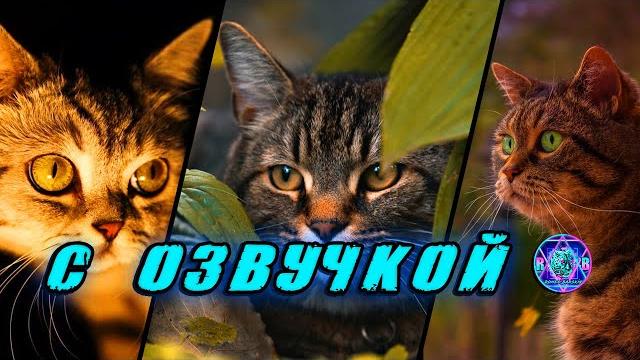 Приколы с котами! - С ОЗВУЧКОЙ! СМЕШНЫЕ КОТЫ! Самые смешные животные! Попробуй не засмеяться! 2025 Приколы с котами! - С ОЗВУЧКОЙ! СМЕШНЫЕ КОТЫ! Самые смешные животные! Попробуй не засмеяться! 2025