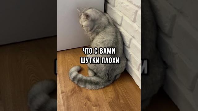 Смешные коты - Майя #смешныекоты #кошка #кот Смешные коты - Майя #смешныекоты #кошка #кот