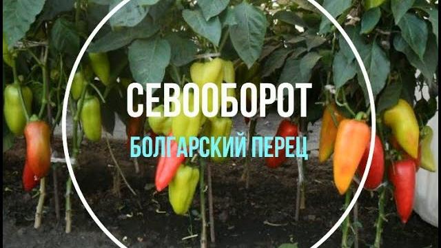 Севооборот: после чего сажать болгарский перец? Севооборот: после чего сажать болгарский перец?
