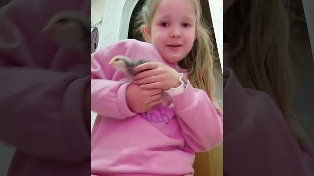 видео с цыплятами. видео с цыплятами.