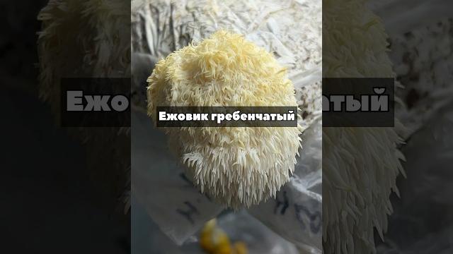 Ежовик гребенчатый - лучший гриб для нашего ментального здоровья! @goldenapple_family в Инстаграм Ежовик гребенчатый - лучший гриб для нашего ментального здоровья! @goldenapple_family в Инстаграм