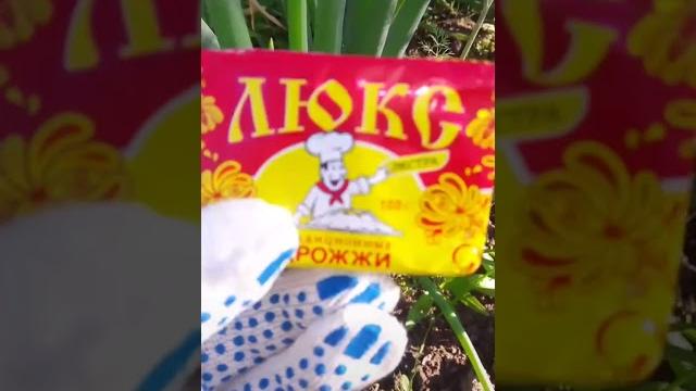 почему желтеет перо лука почему желтеет перо лука