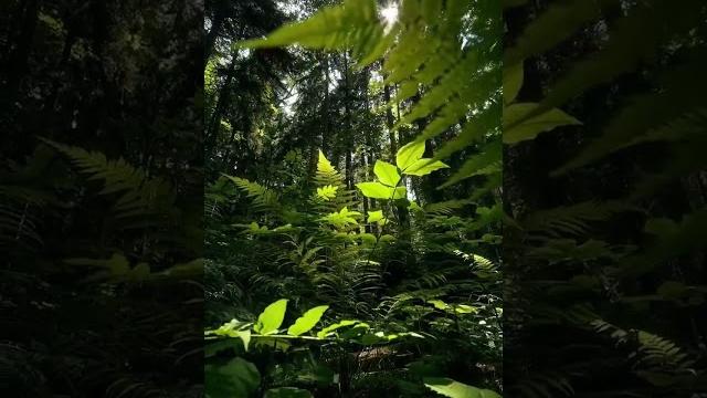 натуральная природа 4к видео натуральная природа 4к видео