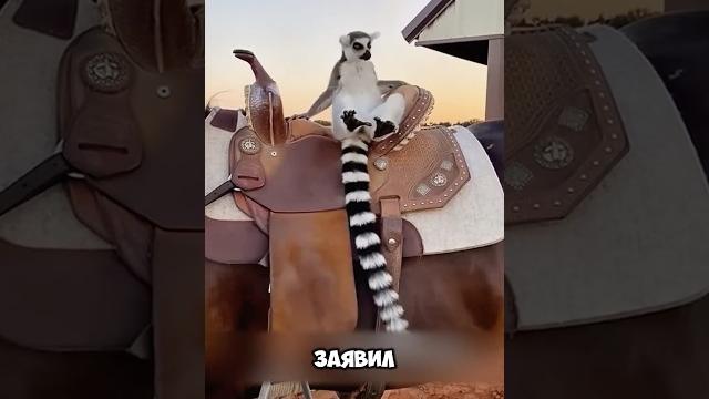Вредный лемур забрали на ферму и начал всех доставать #животные #милыеживотные #tidal Вредный лемур забрали на ферму и начал всех доставать #животные #милыеживотные #tidal