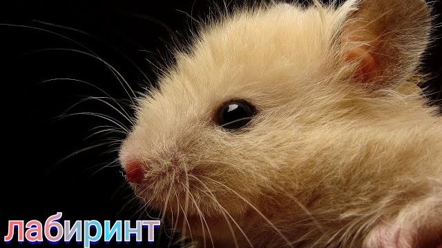 Хомяки в лабиринте Хомяки в лабиринте