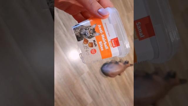 У кошки выросли усы У кошки выросли усы