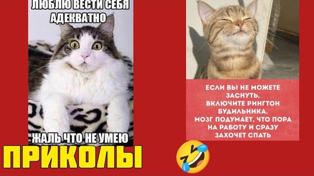 Главное – усы, лапы, хвост и отменное чувство юмора! смотрите смешные картинки мемы котики приколы Главное – усы, лапы, хвост и отменное чувство юмора! смотрите смешные картинки мемы котики приколы