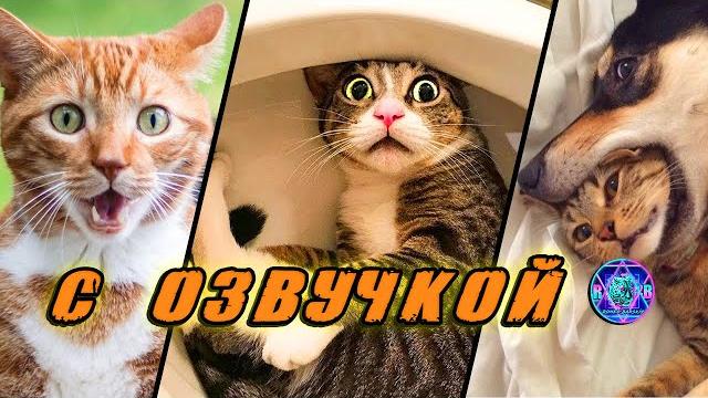 САМАЯ смешная ПОДБОРКА ЖИВОТНЫХ - С ОЗВУЧКОЙ СМЕШНЫЕ КОТИКИ СМЕХ ДО СЛЁЗ ️ СМЕШНЫЕ ЖИВОТНЫЕ САМАЯ смешная ПОДБОРКА ЖИВОТНЫХ - С ОЗВУЧКОЙ СМЕШНЫЕ КОТИКИ СМЕХ ДО СЛЁЗ ️ СМЕШНЫЕ ЖИВОТНЫЕ