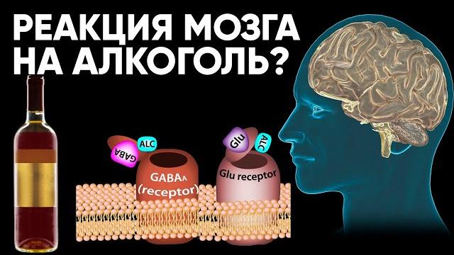 Мы Выяснили, Как Мозг Реагирует На Алкоголь. Пить Больше Не Хочется! (Вам Тоже Не Захочется!) Мы Выяснили, Как Мозг Реагирует На Алкоголь. Пить Больше Не Хочется! (Вам Тоже Не Захочется!)