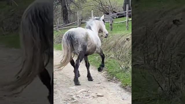 Running Horses. Коні що біжать. Бегущие Кони Running Horses. Коні що біжать. Бегущие Кони