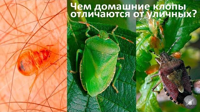 Чем домашние клопы отличаются от уличных? Чем домашние клопы отличаются от уличных?
