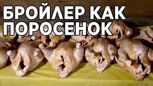 БРОЙЛЕР БЕЗ КОМБИКОРМА ВЫРАЩЕННЫЙ НА ЗЕРНЕ БРОЙЛЕР БЕЗ КОМБИКОРМА ВЫРАЩЕННЫЙ НА ЗЕРНЕ