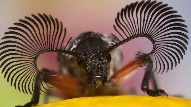 Редкий жук с самыми роскошными усами Редкий жук с самыми роскошными усами