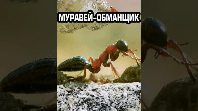 Муравей-обманщик #факты #животные #насекомые Муравей-обманщик #факты #животные #насекомые