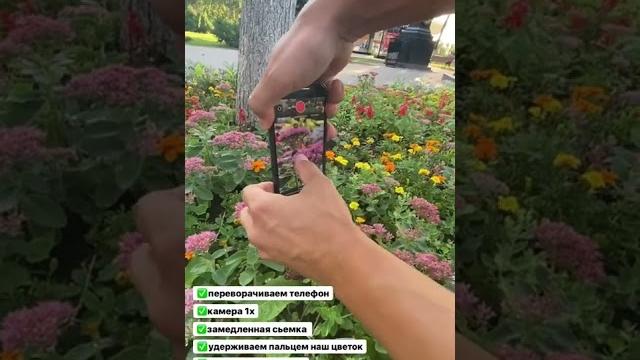 Снимаем цветы красиво на телефон #видеонателефон #сторисмейкер #shorts #trend #iphone #video Снимаем цветы красиво на телефон #видеонателефон #сторисмейкер #shorts #trend #iphone #video