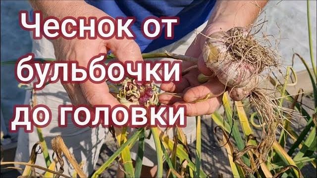 Чеснок от бульбочки до головки Чеснок от бульбочки до головки