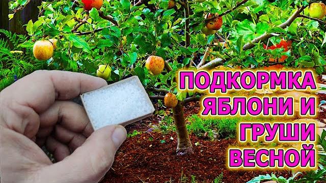 От этой подкормки яблони и груши будут ломиться от урожая! Мои яблони и груши плодоносят каждый год! От этой подкормки яблони и груши будут ломиться от урожая! Мои яблони и груши плодоносят каждый год!