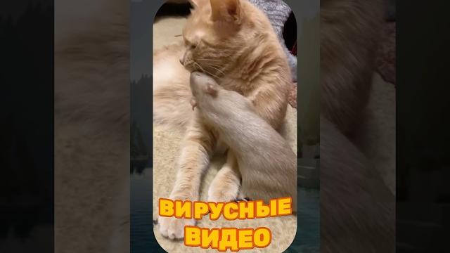 ВИРУСНЫЕ ВИДЕО / Милые животные ВИРУСНЫЕ ВИДЕО / Милые животные