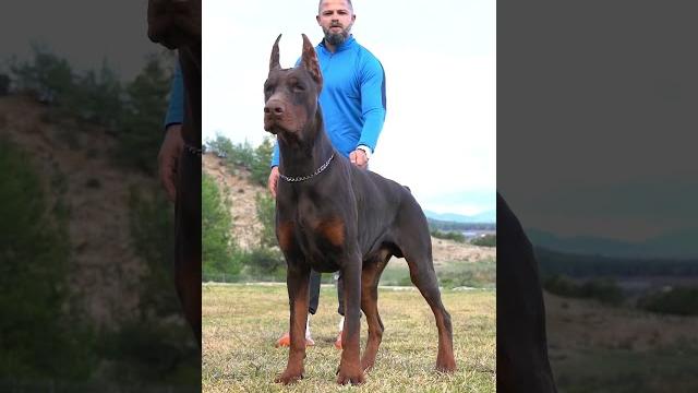 #doberman #erdemayazz #hunterprogeny #puppies #dog #huntervitalscreen #dobermanlove #2023 #hunter #doberman #erdemayazz #hunterprogeny #puppies #dog #huntervitalscreen #dobermanlove #2023 #hunter