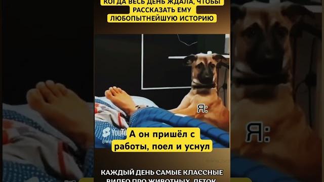 Гад какой равнодушный#собака #собаки #прикол #приколы #смешно #смешное #смешноевидео #собачка #топ Гад какой равнодушный#собака #собаки #прикол #приколы #смешно #смешное #смешноевидео #собачка #топ