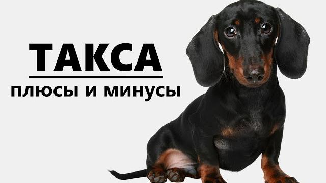 ТАКСА. Плюсы и минусы породы dachshund ТАКСА. Плюсы и минусы породы dachshund