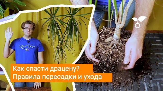 Как спасти драцену? Правила пересадки и ухода Как спасти драцену? Правила пересадки и ухода