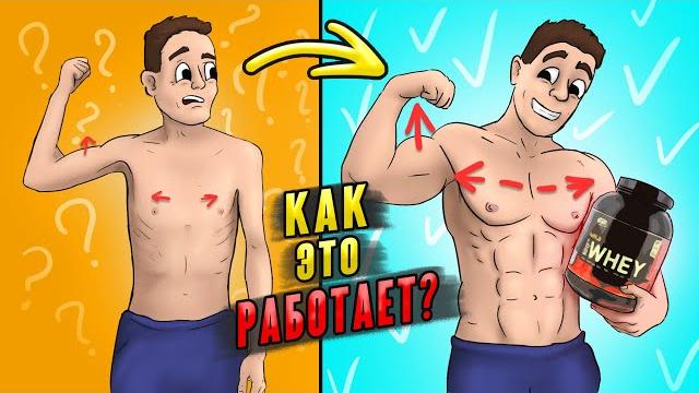 ЛУЧШЕЕ ВИДЕО ПРО ПРОТЕИН! КАК ПРИНИМАТЬ протеин. ВРЕД и ПОЛЬЗА протеина. КАКОЙ протеин ВЫБРАТЬ ЛУЧШЕЕ ВИДЕО ПРО ПРОТЕИН! КАК ПРИНИМАТЬ протеин. ВРЕД и ПОЛЬЗА протеина. КАКОЙ протеин ВЫБРАТЬ
