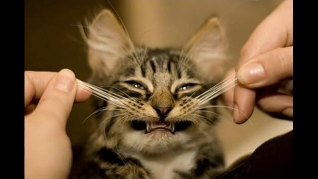 ЗАЧЕМ КОШКЕ УСЫ ЗАЧЕМ КОШКЕ УСЫ