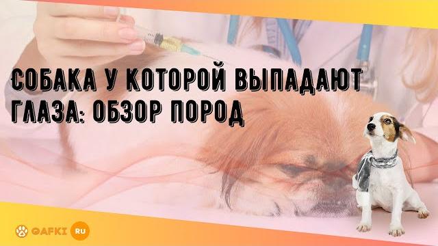 Собака у которой выпадают глаза: обзор пород Собака у которой выпадают глаза: обзор пород
