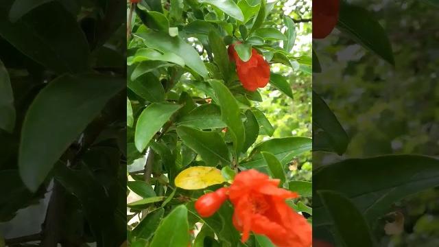 Как Цветёт Гранат | Бутон, Цветок. Пение Птиц в Саду. Красивая Природа. #shorts #birds #гранат Как Цветёт Гранат | Бутон, Цветок. Пение Птиц в Саду. Красивая Природа. #shorts #birds #гранат