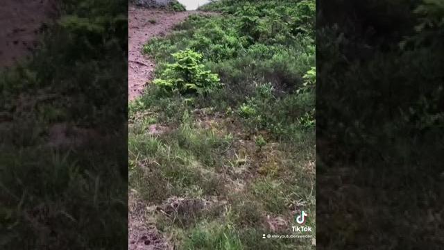 Природа Швеции Природа Швеции