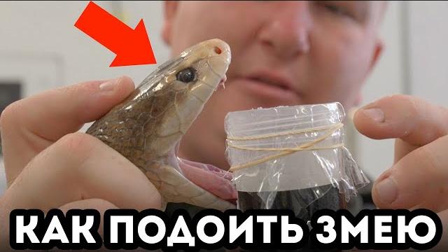 Дойка самых ядовитых змей (Veritasium) Дойка самых ядовитых змей (Veritasium)