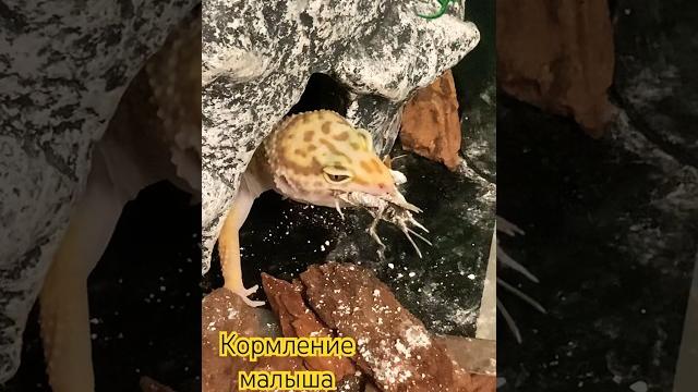 Ящер Цезарь снова в деле #ящерица #животные #видео #шортс #динозавр #россия #охота #отдых #эублефар Ящер Цезарь снова в деле #ящерица #животные #видео #шортс #динозавр #россия #охота #отдых #эублефар