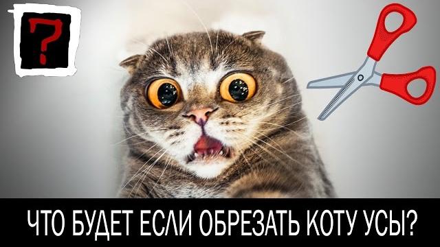 ЗАЧЕМ КОТУ УСЫ? Что будет если обрезать коту усы? ЗАЧЕМ КОТУ УСЫ? Что будет если обрезать коту усы?