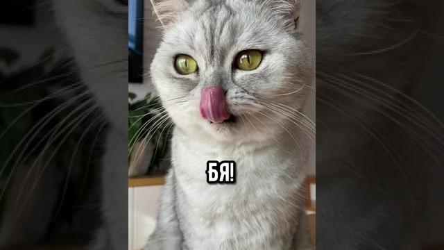 Смешные коты - майя #смешныекоты #кошка #кот Смешные коты - майя #смешныекоты #кошка #кот