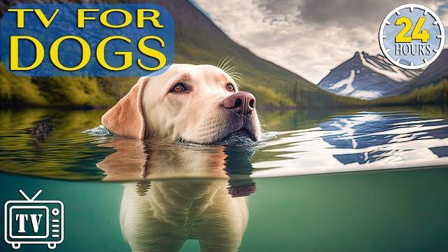 24 Hours Anti Anxiety Music for Dog: TV for Dogs & Fast-Boredom Busting Videos for Dogs with Music 24 Hours Anti Anxiety Music for Dog: TV for Dogs & Fast-Boredom Busting Videos for Dogs with Music
