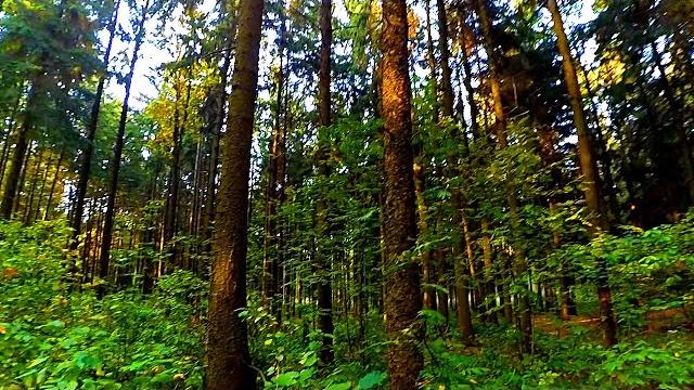 Лес. Русский Лес. Осенний Лес. Видео Лес. Прогулка по Лесу. Лесные Пейзажи. Футажи для видеомонтажа Лес. Русский Лес. Осенний Лес. Видео Лес. Прогулка по Лесу. Лесные Пейзажи. Футажи для видеомонтажа