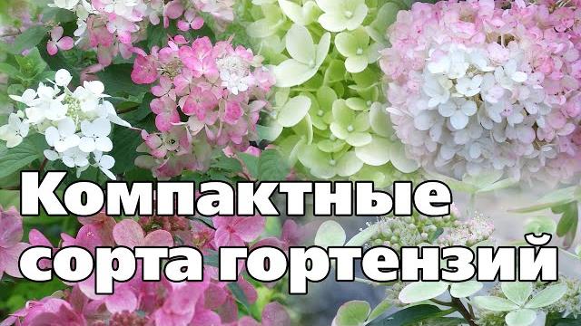 ЭТИ ГОРТЕНЗИИ ПОМЕСТЯТСЯ В ЛЮБОЙ САД ЭТИ ГОРТЕНЗИИ ПОМЕСТЯТСЯ В ЛЮБОЙ САД