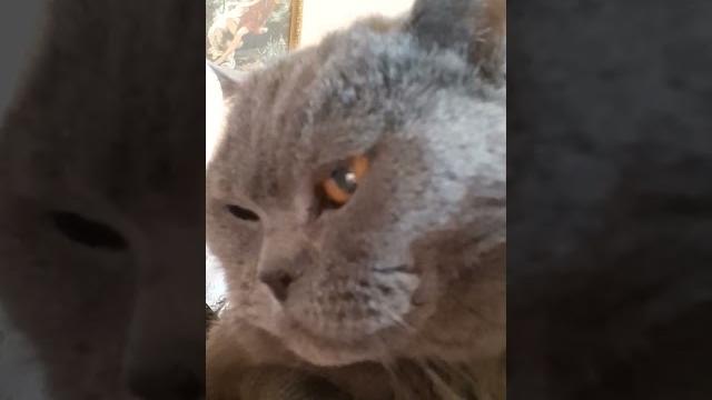 #стетхем #джейсон #cat #jasonstatham #джейсонстэйтем #стэтхэм #цитаты #юмор #смешныевидео #fannycat #стетхем #джейсон #cat #jasonstatham #джейсонстэйтем #стэтхэм #цитаты #юмор #смешныевидео #fannycat