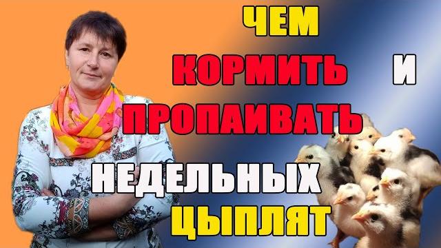 Чем кормить и пропаивать недельных цыплят. Чем кормить и пропаивать недельных цыплят.