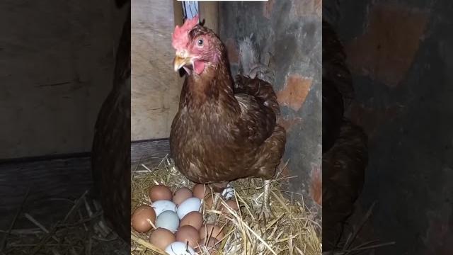 Меняю курицу несушку. #юмор #прикол #смешноевидео #курица #яйца #яйцо #меняю #обмен #золотыеяйца Меняю курицу несушку. #юмор #прикол #смешноевидео #курица #яйца #яйцо #меняю #обмен #золотыеяйца