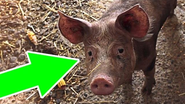 Почему арабы и евреи не едят свинину? Почему арабы и евреи не едят свинину?