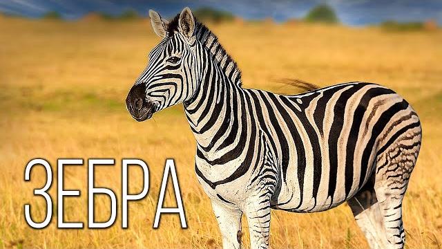 Зебра: Это Вам Не Лошадь | Интересные факты про зебру Зебра: Это Вам Не Лошадь | Интересные факты про зебру