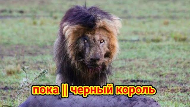 Последние минуты самого известного льва Африки- воина Лицо со шрамом/ Дикая природа в мире живот Последние минуты самого известного льва Африки- воина Лицо со шрамом/ Дикая природа в мире живот